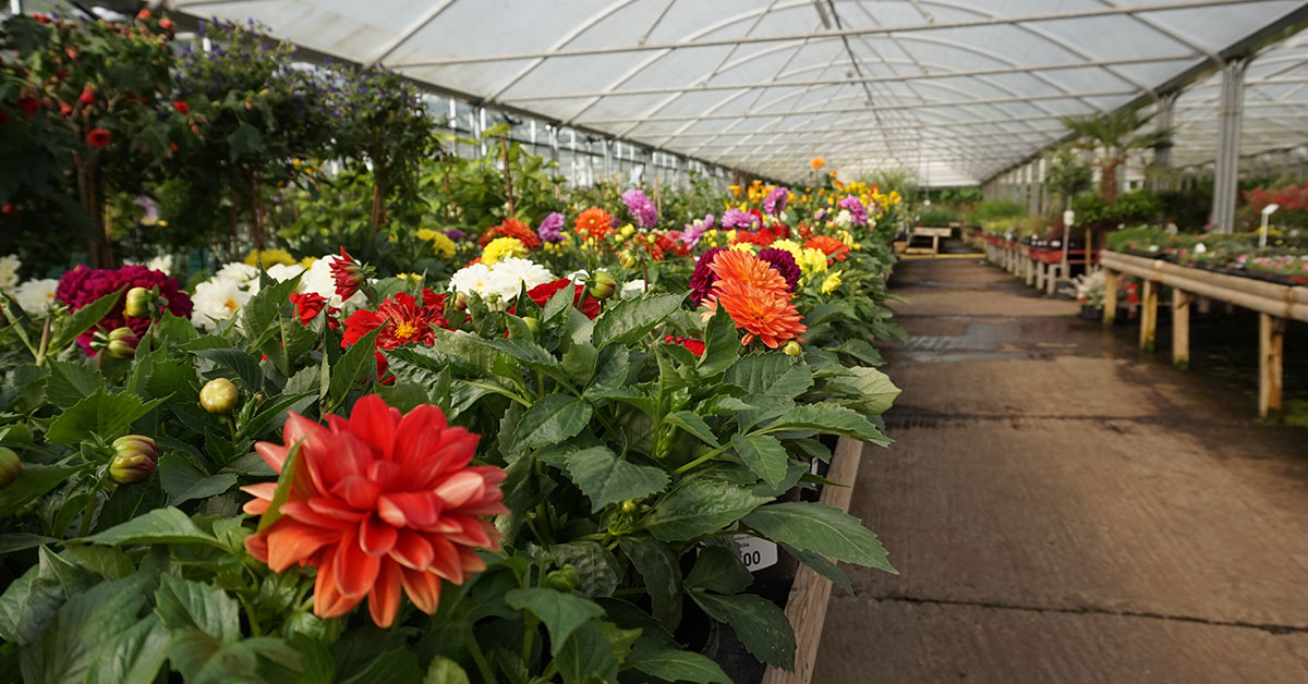 Meadow Grange Nursery LTD in Whitstable