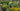 Fruit Bushes and Fruit Trees