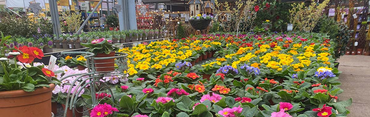 Meadow Grange Garden Centre near Canterbury