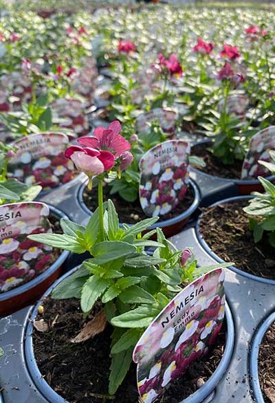 Bedding Plants Meadow Grange Cafe near Whitstable and Canterbury