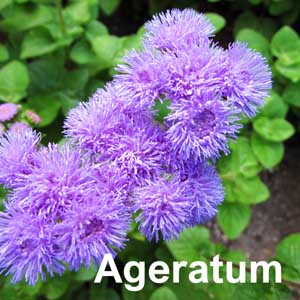 Ageratum Bedding Plant