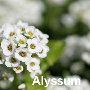 Alyssum Bedding Plant