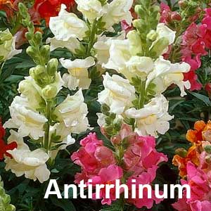 Antirrhinum Bedding Plant