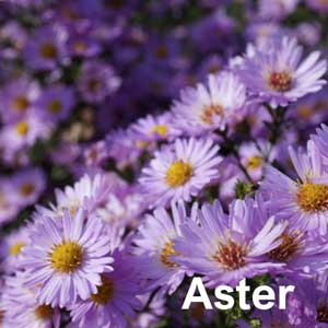 Aster Bedding Plant