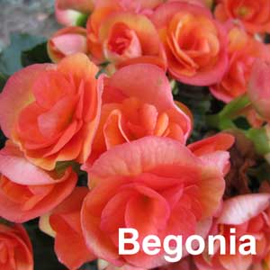 Begonia Bedding Plant