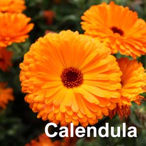 Calendula Bedding Plant
