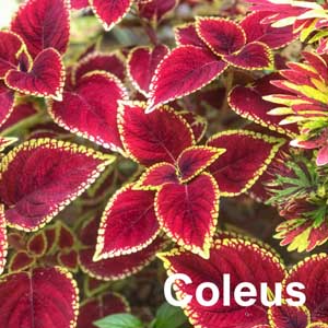 Coleus Bedding Plant