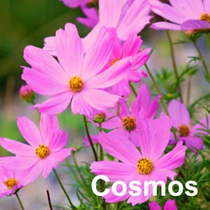 Cosmos Bedding Plant