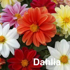 Dahlia Bedding Plant