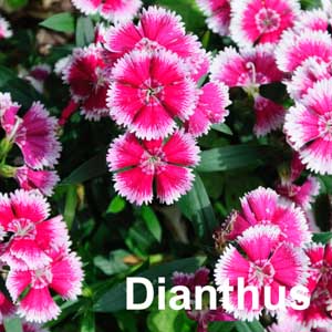 Dianthus Bedding Plant