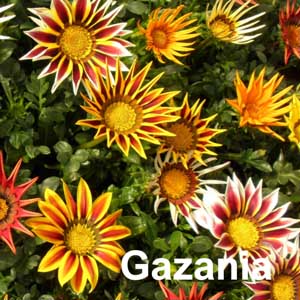 Gazania Bedding Plant