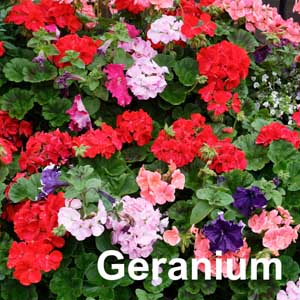 Geranium Bedding Plant