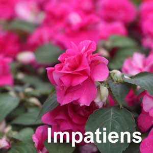 Impatiens Bedding Plant