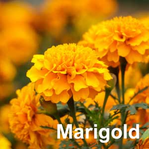 Marigold Bedding Plant