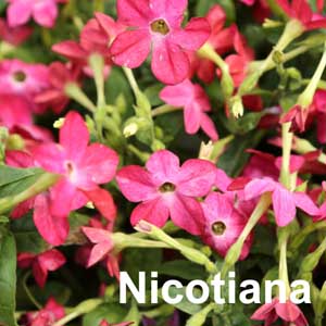 Nicotiana Bedding Plant