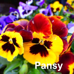 Pansy Bedding Plant