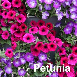 Petunia Bedding Plant
