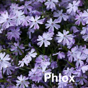 Phlox Bedding Plant