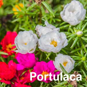 Portulaca Bedding Plant