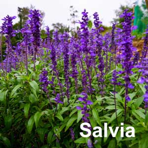 Salvia Bedding Plant