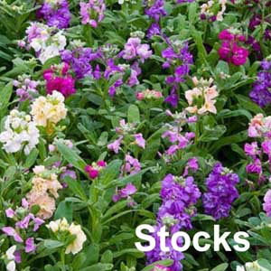 Stock Bedding Plant in Individual Pots