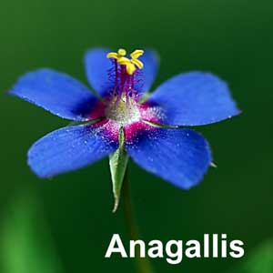 Anagallis Bedding Plant in Individual Pots