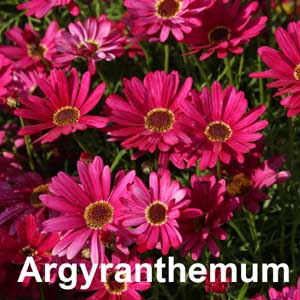 Argyranthemum Bedding Plant in Individual Pots