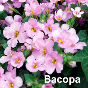 Bacopa Bedding Plant in Individual Pots