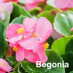 Begonia Bedding Plant in Individual Pots