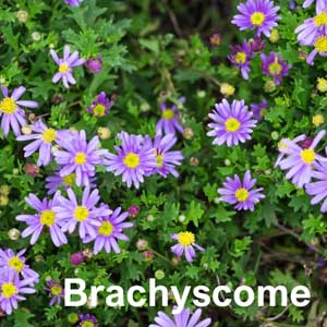 Brachyscome Bedding Plant in Individual Pots