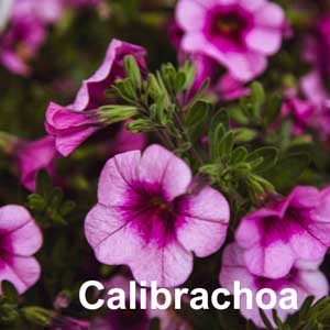 Calibrachoa Bedding Plant in Individual Pots