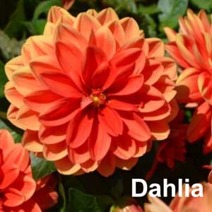 Dahlia Bedding Plant in Individual Pots