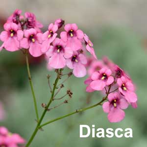 Diasca Bedding Plant in Individual Pots