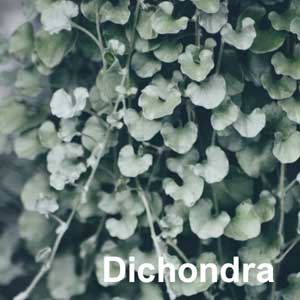 Dichondra Bedding Plant in Individual Pots