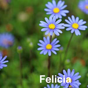 Felicia Bedding Plant in Individual Pots