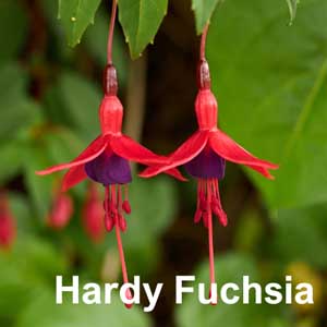 Hardy Fuchsia Bedding Plant in Individual Pots
