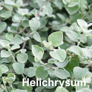 Helichrysum Bedding Plant in Individual Pots