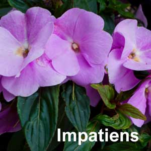 Impatiens Bedding Plant in Individual Pots
