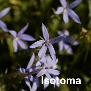 Isotoma Bedding Plant in Individual Pots