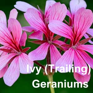 Ivy (Trailing) Geraniums Bedding Plant in Individual Pots
