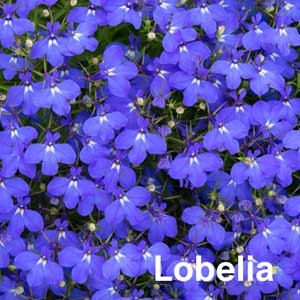 Lobelia Bedding Plant in Individual Pots