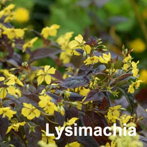 Lysimachia Bedding Plant in Individual Pots