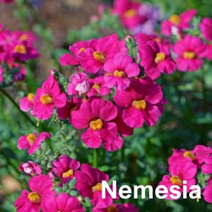 Nemesia Bedding Plant in Individual Pots