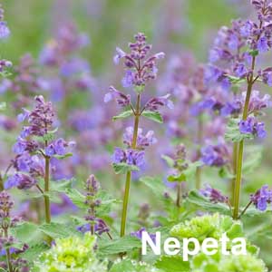 Nepeta Bedding Plant in Individual Pots