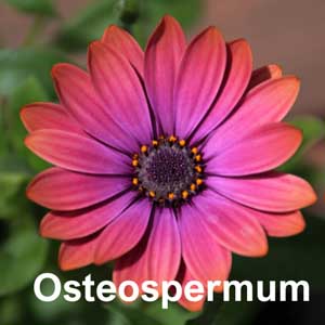 Osteospermum Bedding Plant in Individual Pots