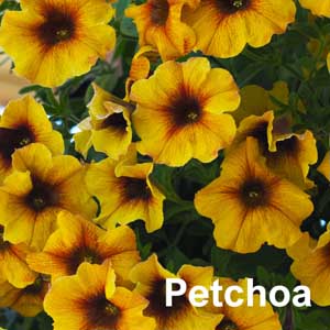 Petchoa Bedding Plant in Individual Pots