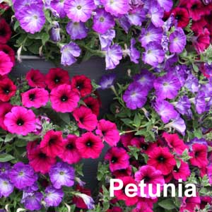 Petunia Bedding Plant in Individual Pots
