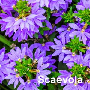 Scaevola Bedding Plant in Individual Pots