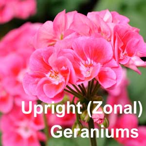 Upright (Zonal) Geraniums Bedding Plant in Individual Pots
