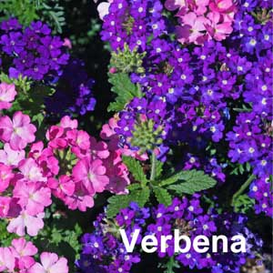 Verbena Bedding Plant in Individual Pots